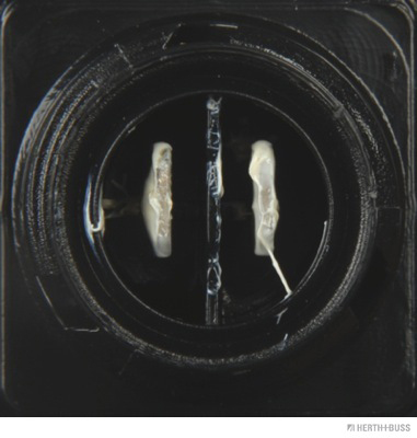 Herth+Buss Elparts Parkeerlicht 82710203