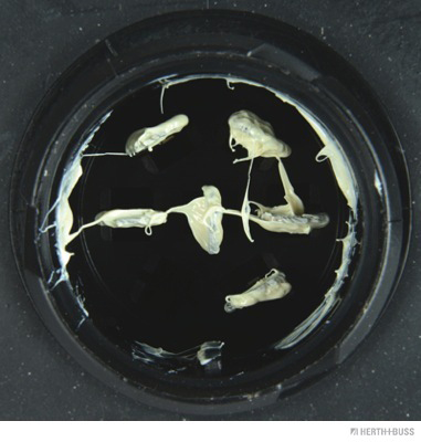 Herth+Buss Elparts Achterlicht 83830405