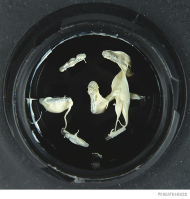 Herth+Buss Elparts Achterlicht 83830408