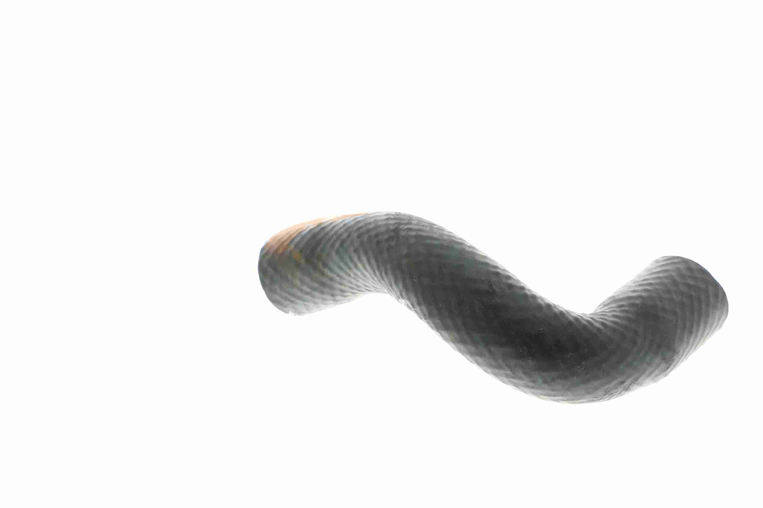 Vaico Radiateurslang V20-1650