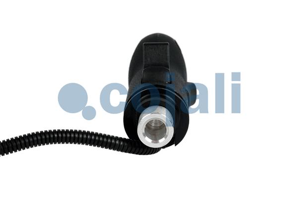 Cojali Pookknoppen  2880192